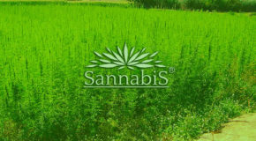 New Colombia Resources Inc.’s Medical Marijuana Joint Venture, Sannabis