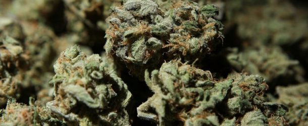 Florida Legalizes Medical Marijuana, So What Happens Next?