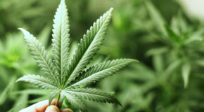 Wurk Raises $1 Million To Help Cannabis Companies Manage Their Crews