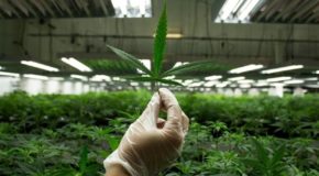 Cannabis Industry Expects to Become the Next Biggest Market