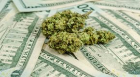 Cannabis Sector Gaining Major Momentum Ahead of U.S. Elections