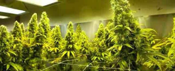 Growers Trying To Cut Costs In The Face Of Dropping Legal Marijuana Prices