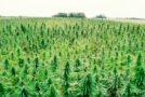 Hemp, Inc. Reports: New Mexico on Track to Legalize Industrial Hemp