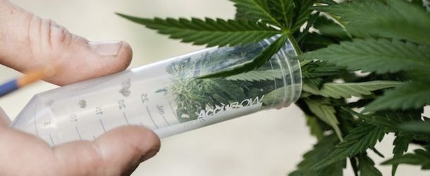 North Dakota Senate Committee Approves Funding for Medical Marijuana