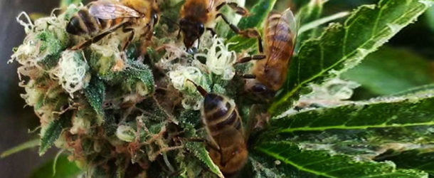 Make Marijuana-Infused Honey With Only Three Ingredients