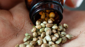 The Best Ways To Germinate Cannabis Seeds