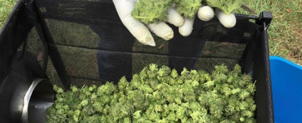 More Than 11,000 Pounds of Marijuana Sold in Oregon Within 3 Months