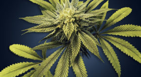 North Dakota Governor Signs Measure for Medical Marijuana Rules