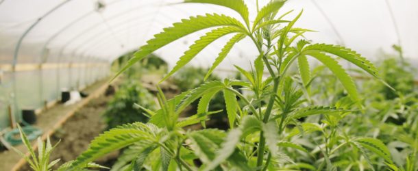 Pennsylvania Releases List Of Applicants To Grow Medical Marijuana