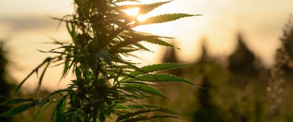West Virginia Is Legalizing Medical Marijuana