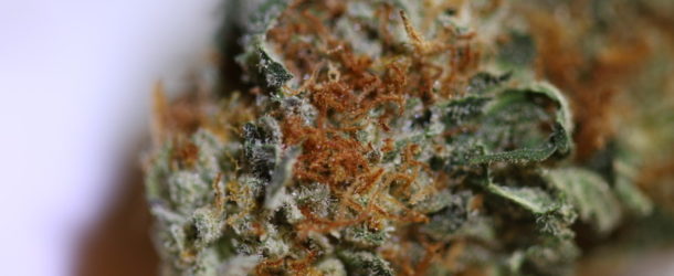 These Are The Marijuana Strains Ideal For Boosting Motivation and Productivity