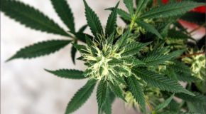 First Medical Marijuana Crop Harvested In Hawaii