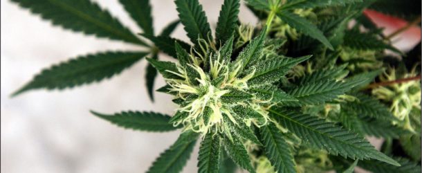 First Medical Marijuana Crop Harvested In Hawaii