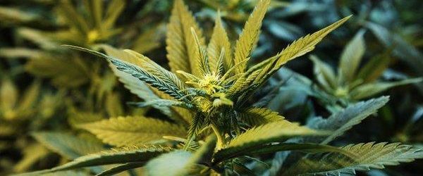 THC May Improve Memory According To New Study