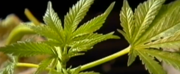 Florida House Passes Medical Marijuana Implementing Bill