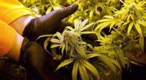 Florida Attorney ‘Prepared To Invest $100M’ In Medical Marijuana