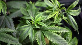 Pennsylvania’s Medical Marijuana Permits To Be Announced Today
