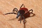 Cannabis Can Relieve Symptoms Of Lyme Disease