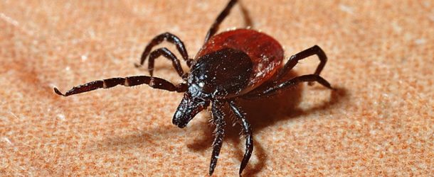 Cannabis Can Relieve Symptoms Of Lyme Disease