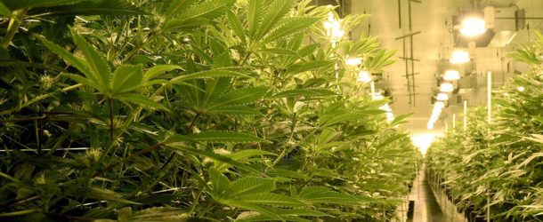 The Marijuana Industry Is Booming